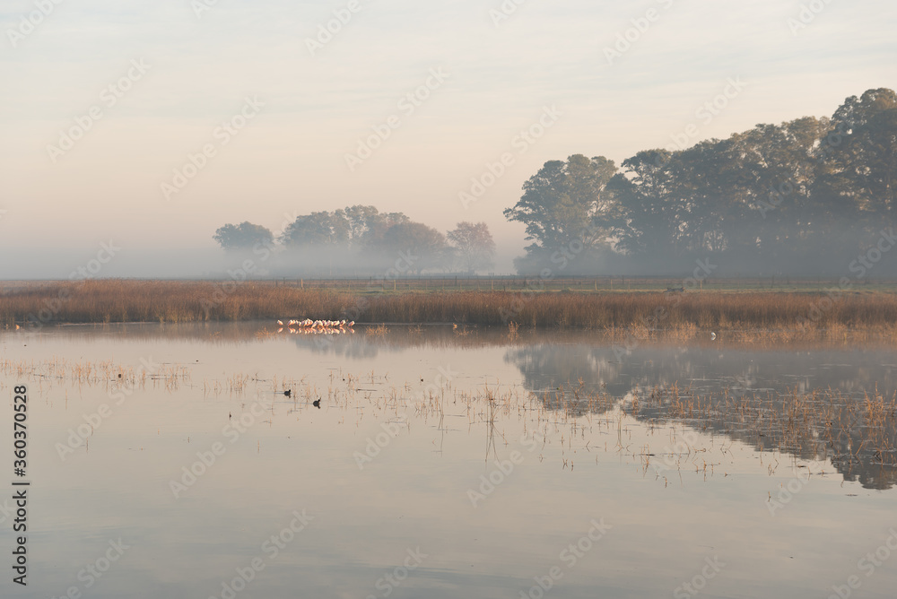 Naklejka premium fog on the lake