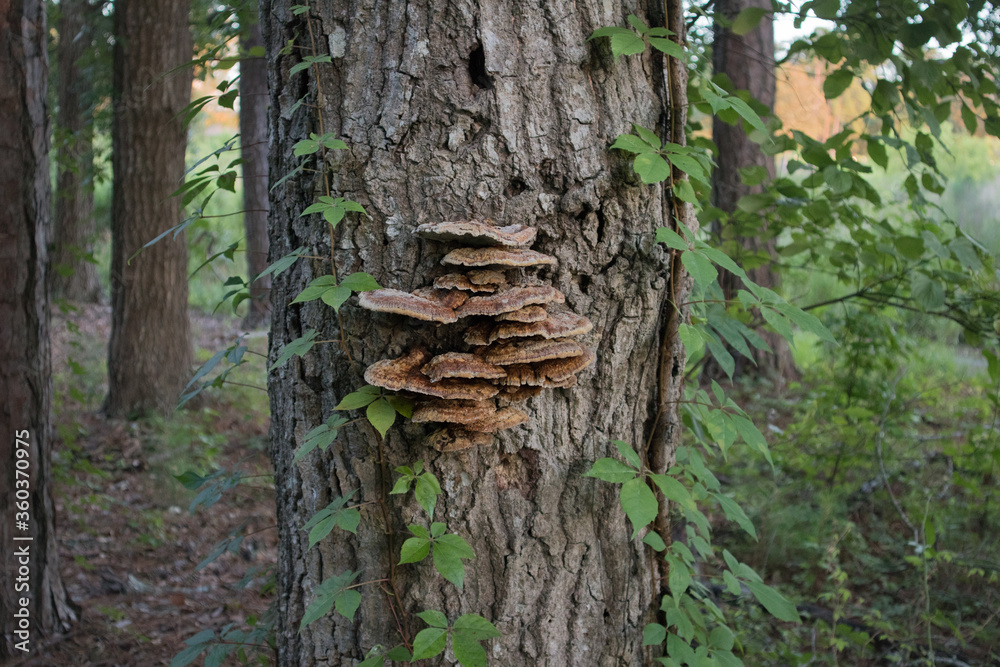 Wild Mushrooms on a Tree, Carolina Woods