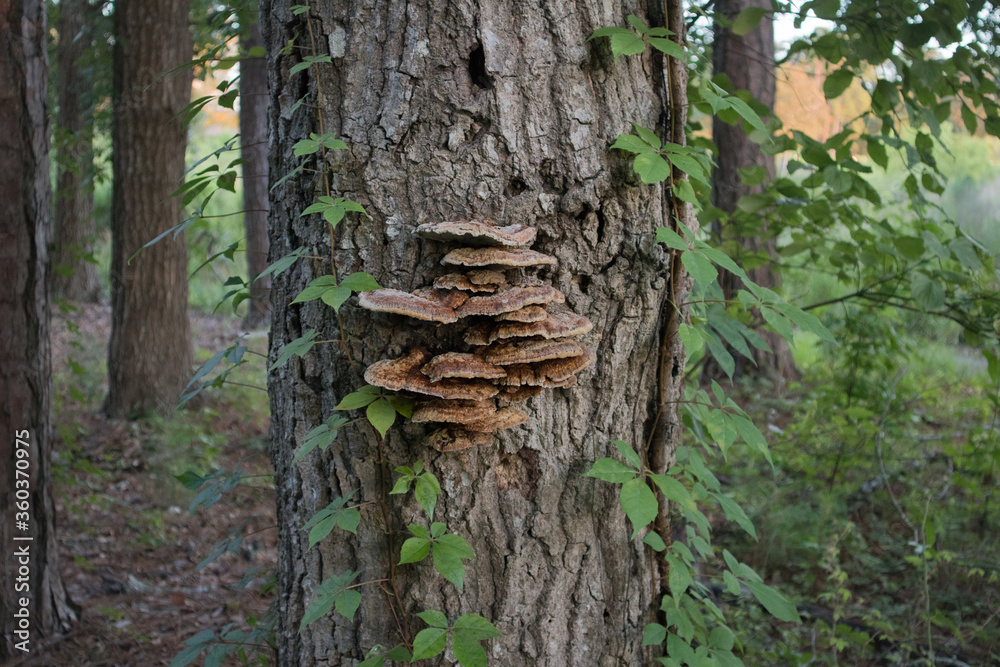 Wild Mushrooms on a Tree, Carolina Woods Wild Mushrooms on a Tree, Carolina Woods