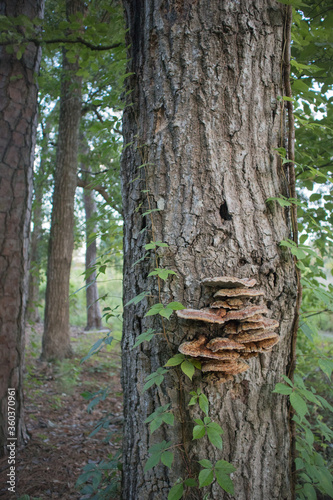 Mushrooms on a Tree, Carolina Woods