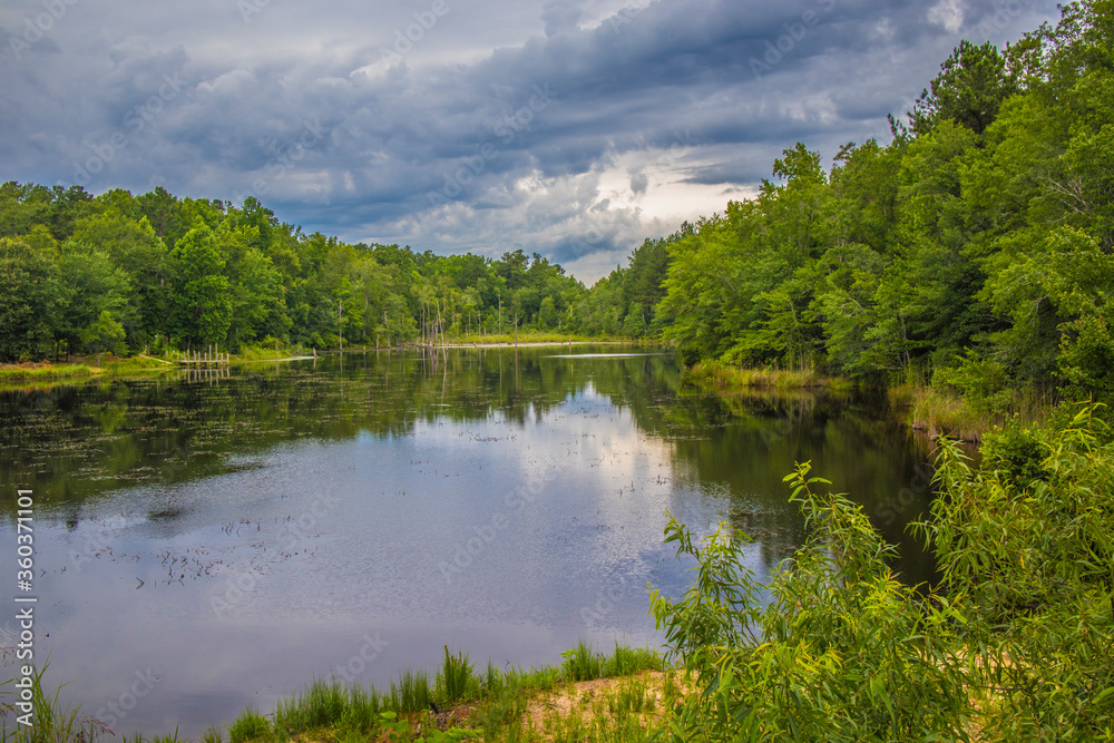 lake and forest