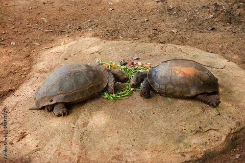 Lunch time of lover Turtle in Korat Zoo, Thailand.