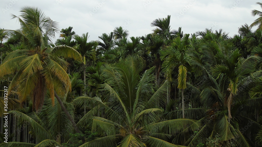 palm trees in the wind