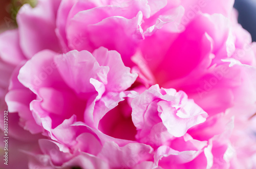 Soft floral pink abstract background. Macro blur flower. Pink peony
