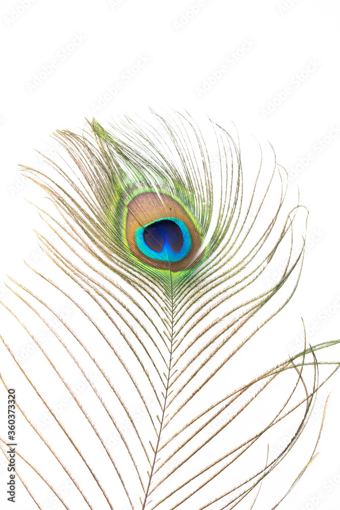 Obraz premium peacock feather closeup