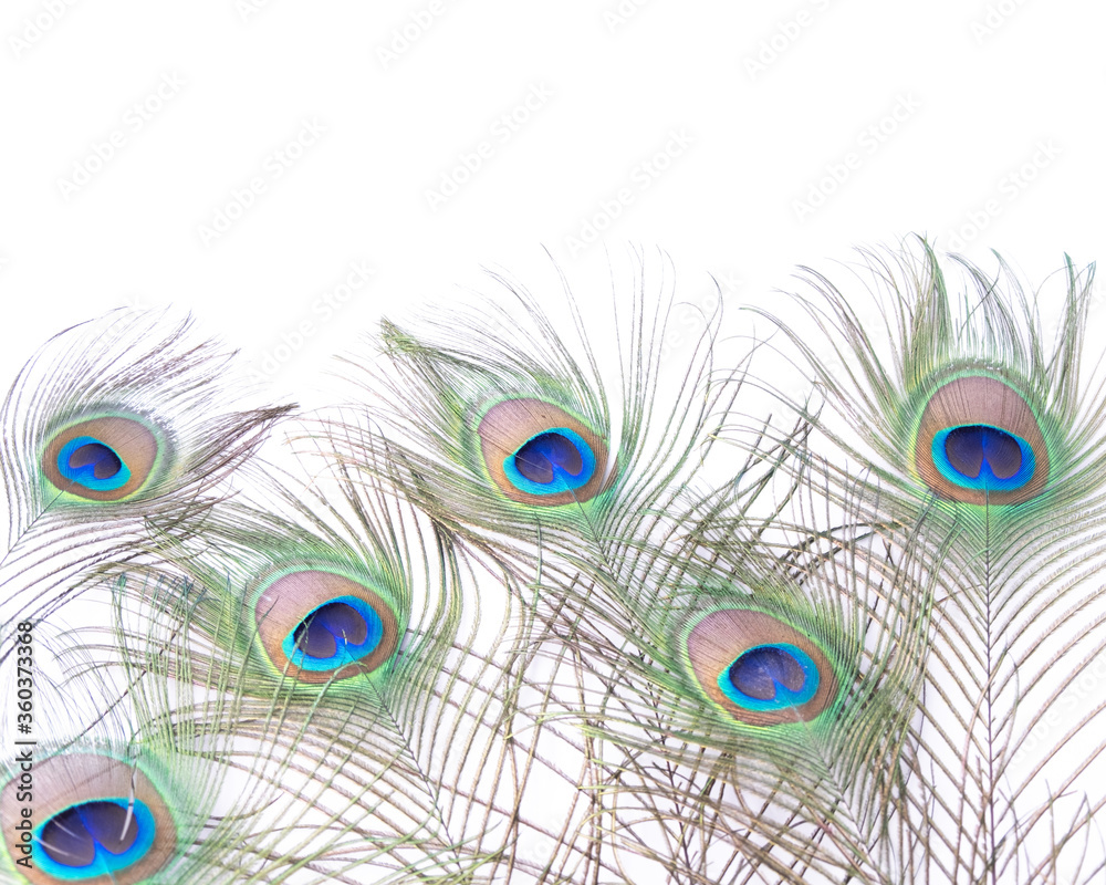 Obraz premium peacock feather closeup