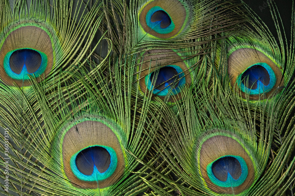 Fototapeta premium peacock feather closeup