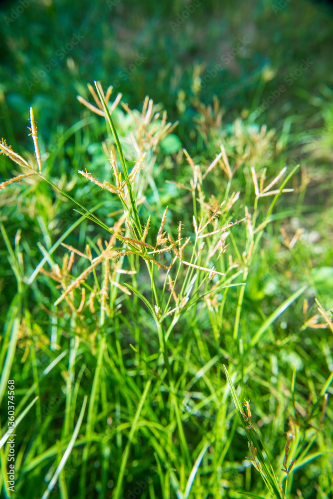 Grass flowers on the walkway One morning.