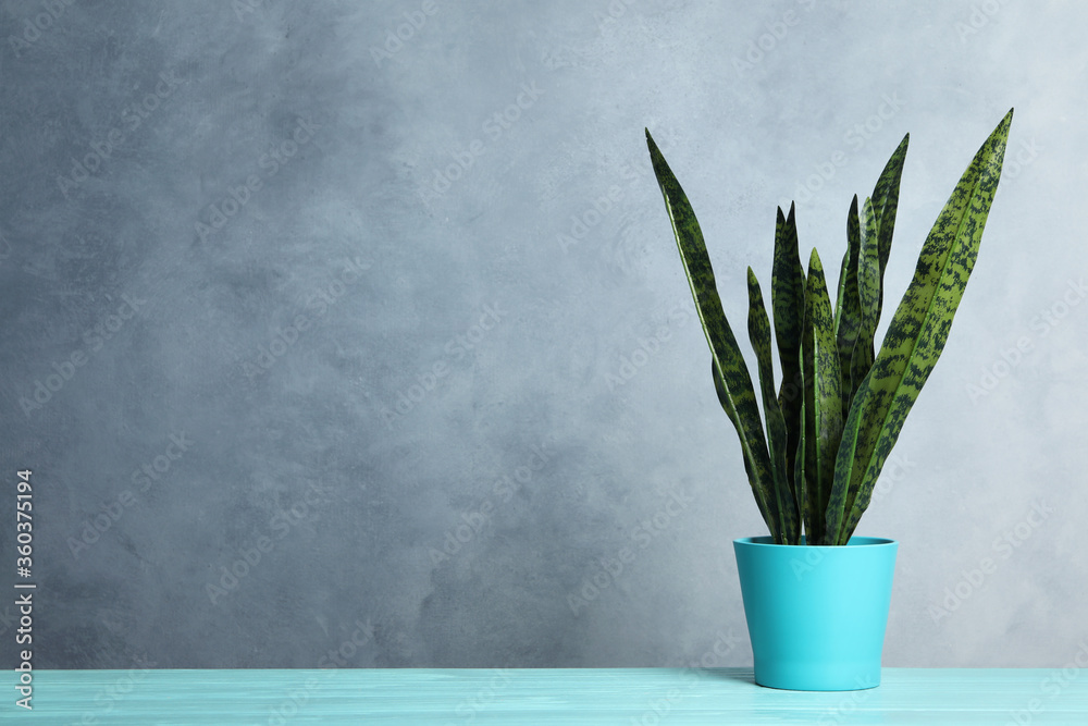 Artificial plant in flower pot on light blue wooden table. Space for text Artificial plant in flower pot on light blue wooden table. Space for text