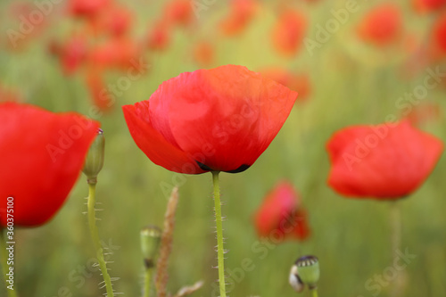 Beautiful red poppy flowers growing in field  closeup