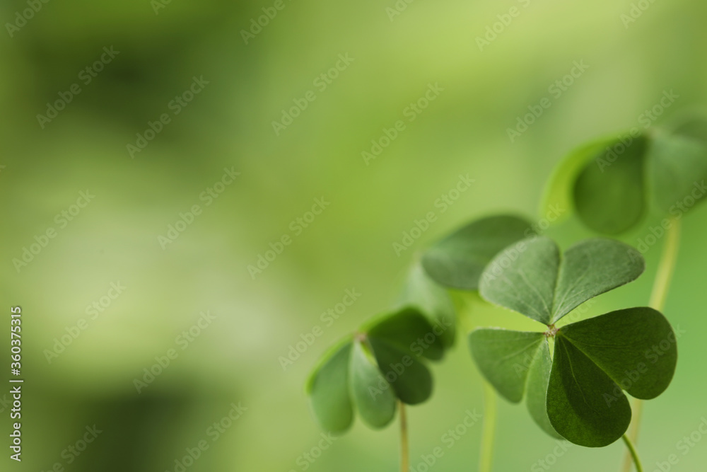 Clover leaves on blurred background, space for text. St. Patrick's Day symbol Clover leaves on blurred background, space for text. St. Patrick's Day symbol
