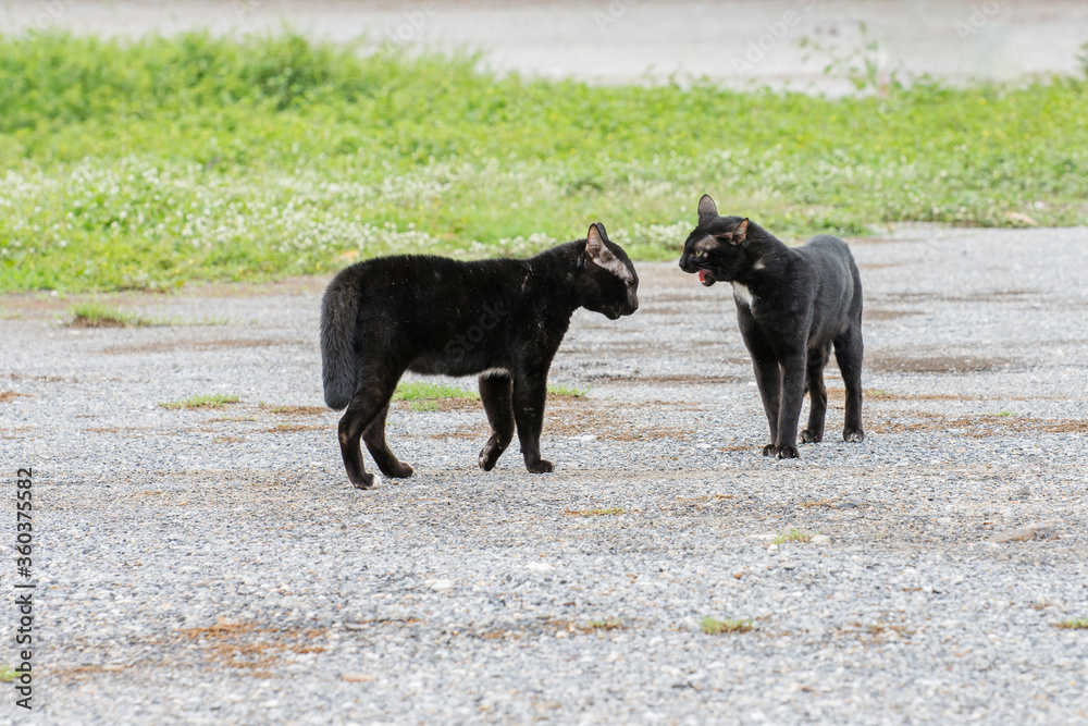 Two black cats are  fighting in the open courtyard.