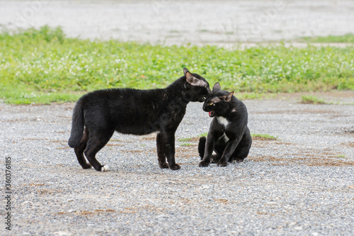 Two black cats are fighting in the open courtyard.