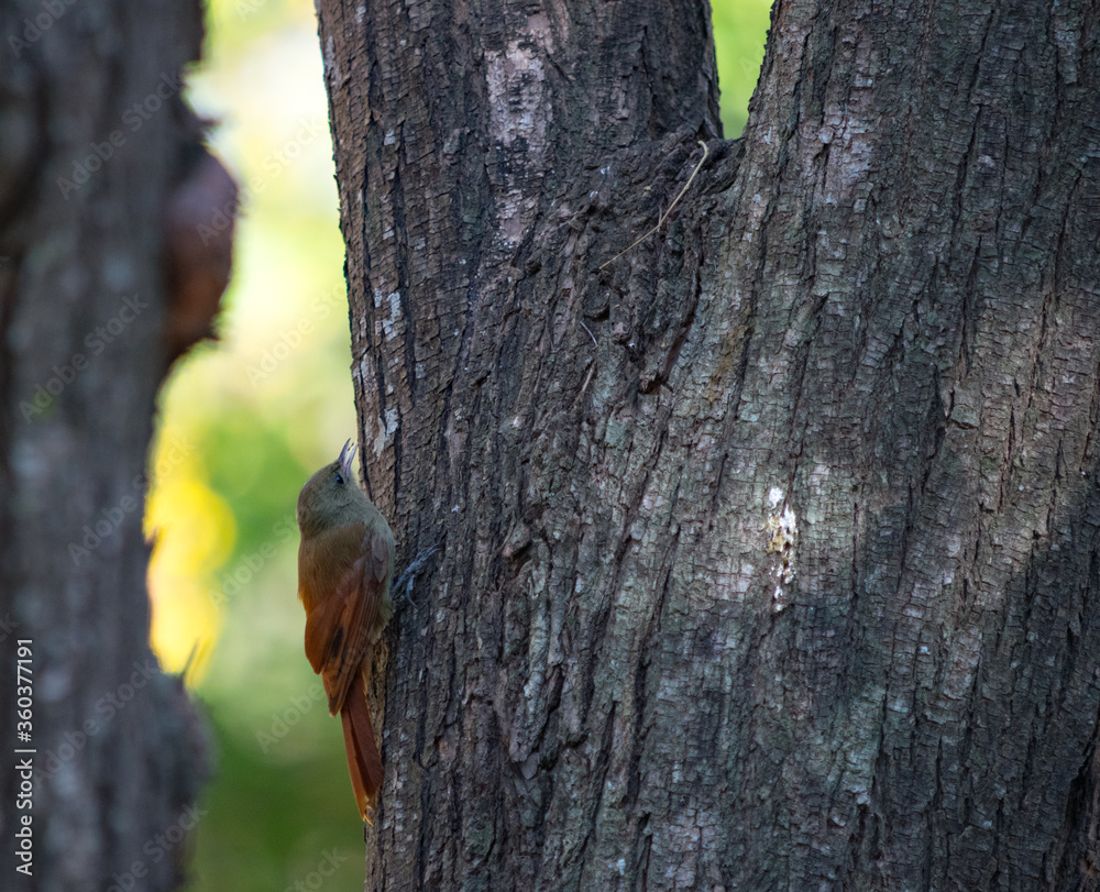 Obraz premium pequeño pajaro marrón agarrado de la corteza de un arbol