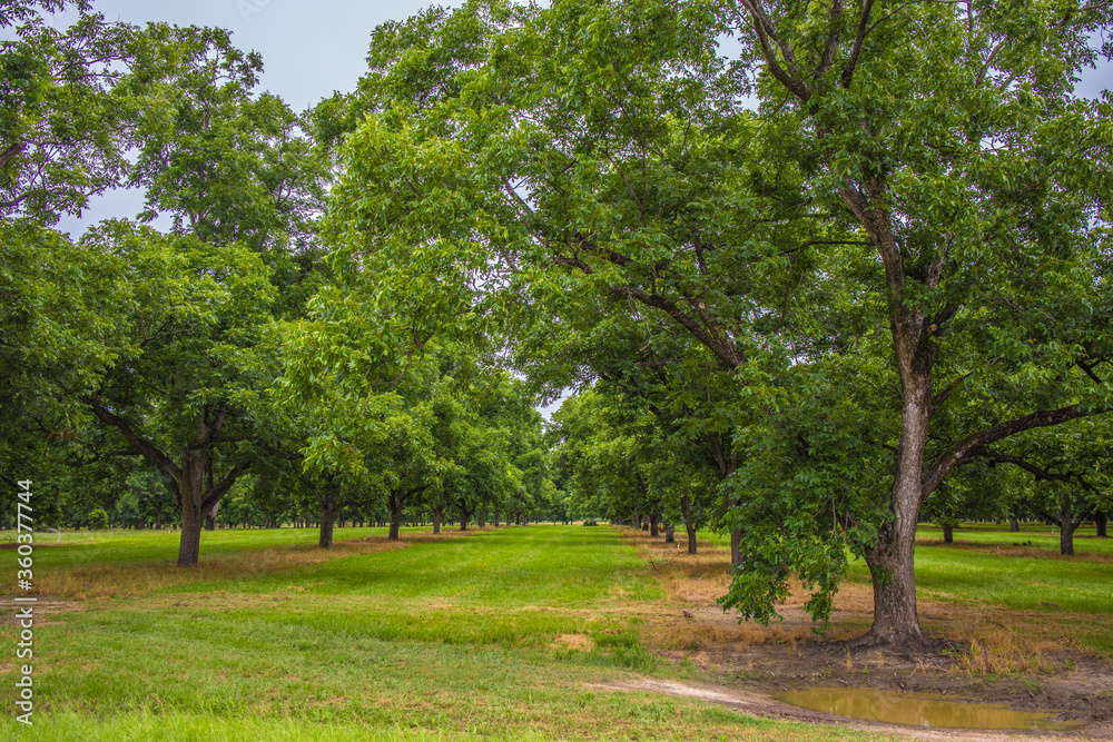 row of pecan trees in the country row of pecan trees in the country