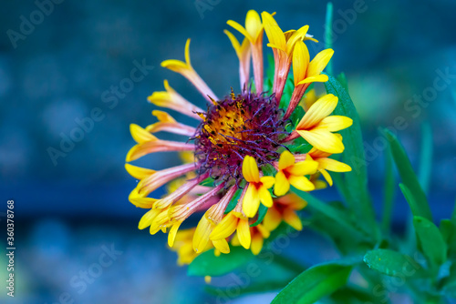 Complex Gaillardia aestivalis Flower photo