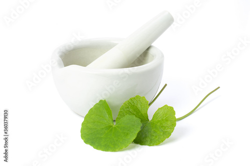 Gotu kola leaves and ceramics mortarisolated on white background with clipping path.