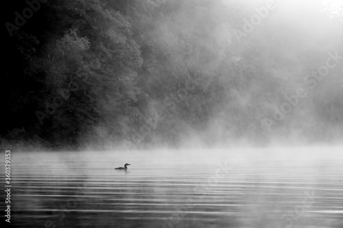Misty morning in Bon Echo  photo
