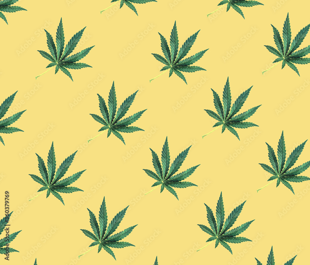 Pattern of green cannabis leaves on a yellow background. Medical marijuana, top view