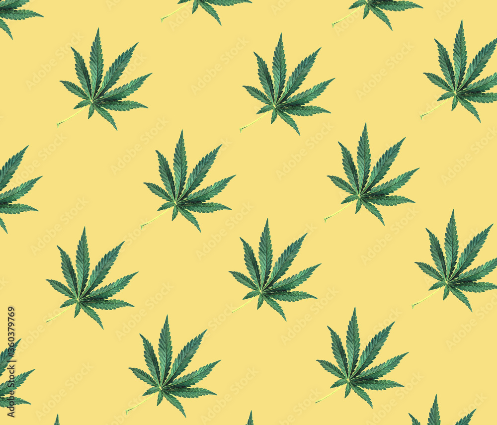 Pattern of green cannabis leaves on a yellow background. Medical marijuana, top view Pattern of green cannabis leaves on a yellow background. Medical marijuana, top view