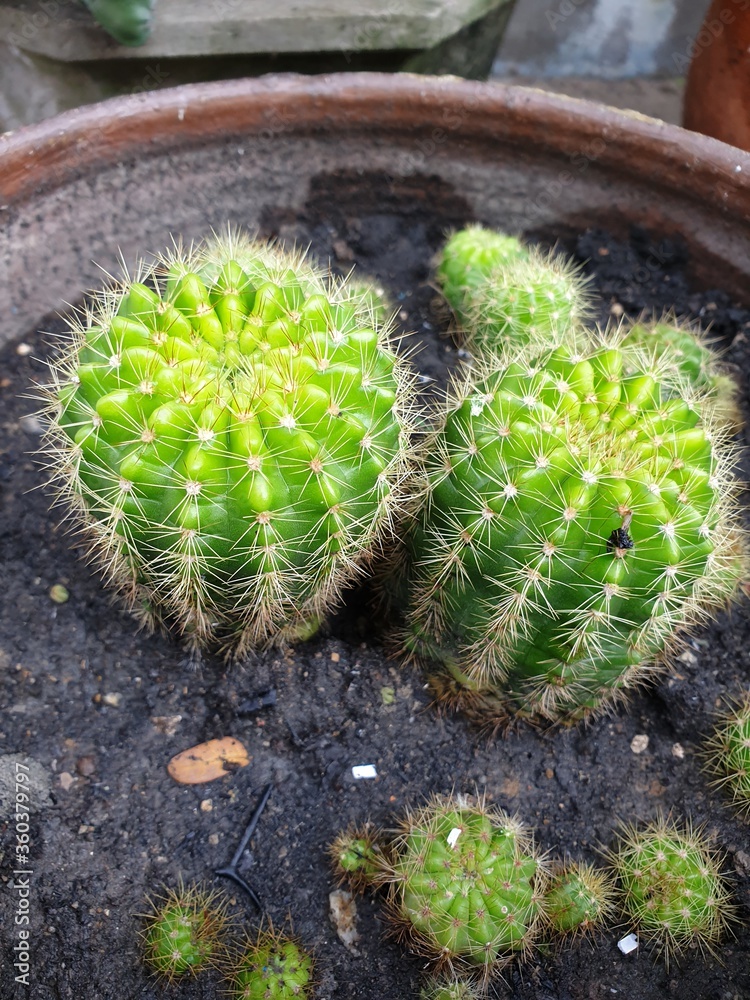 Beautiful Cactus plant in pots.