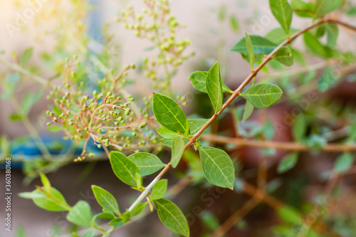Foto Selective focus. Henna leaves ( Lawsonia inermis ) on the tree.