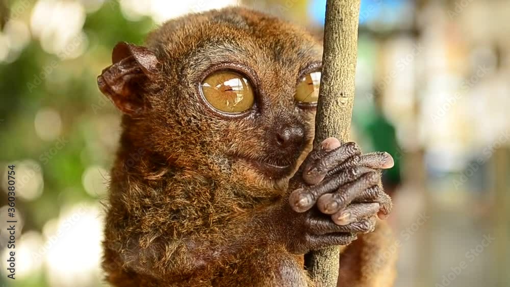 Closeup of a Tarsier grasping on a tree branch, appearing like in ...