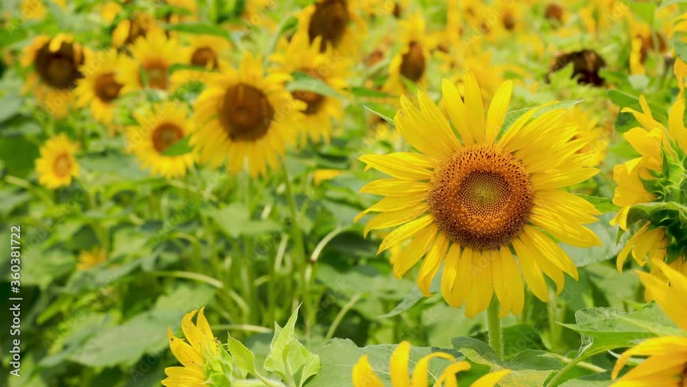 Beautiful sunflower in farmland field.yellow sunflower flower on sunny day. Beautiful sunflower in farmland field.yellow sunflower flower on sunny day.