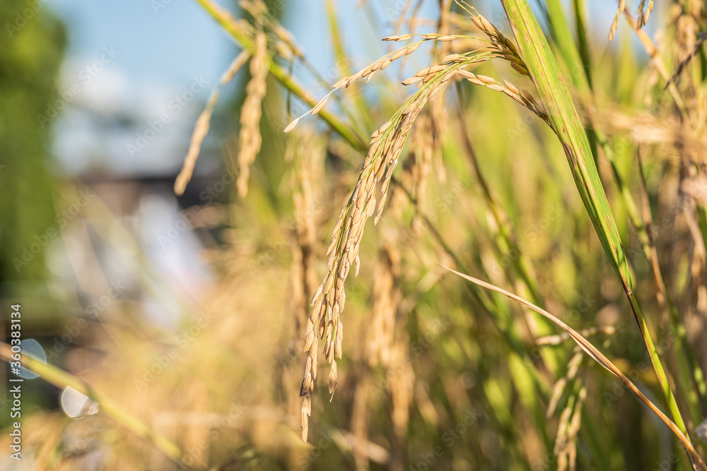 beautiful paddy rice and leaf in plant field ready to crop or harvast in nature background concept agriculture beautiful paddy rice and leaf in plant field ready to crop or harvast in nature background concept agriculture
