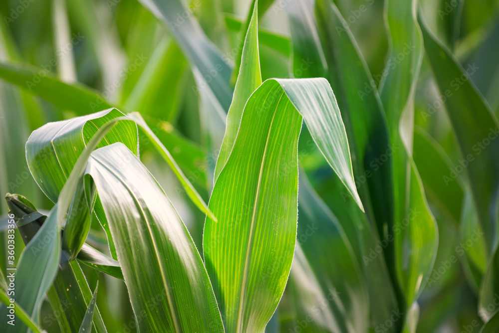 A close up of a blade of corn on a stalk in a field. - obrazy, fototapety, plakaty 
