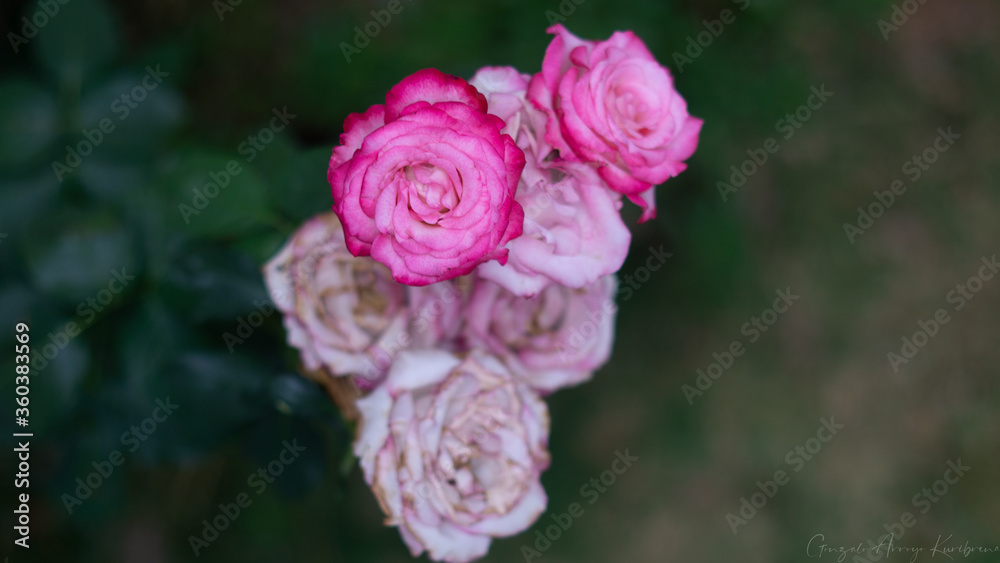 Obraz premium Hermosas flores