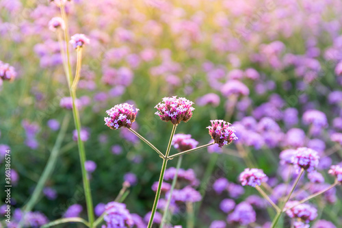 Closeup of Lavender flowers in the field. Nature background © powerbeephoto