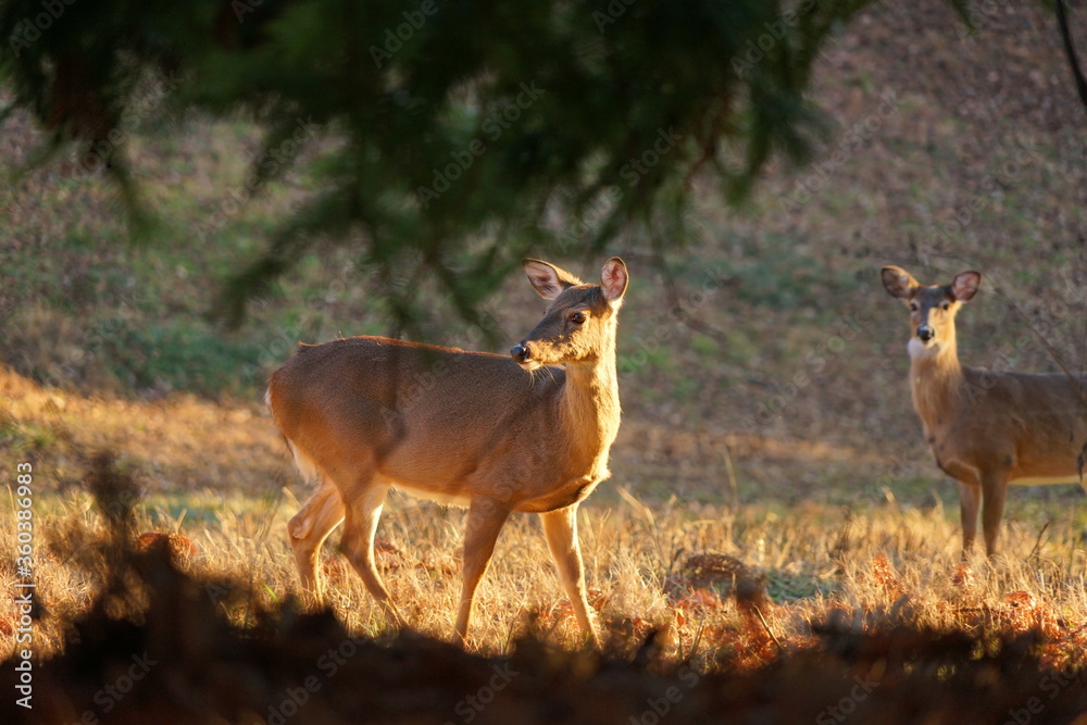 Fototapeta premium Nature,deer,family,grassland,wildlife,tree,beautiful,deer roaming in grassland, grazing.