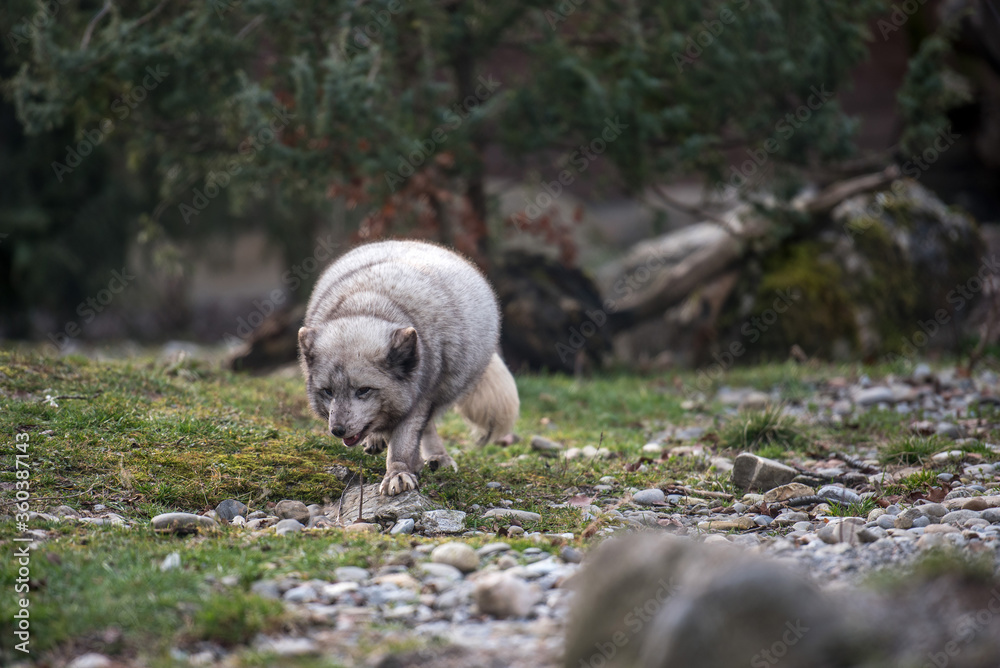 Fototapeta premium Ein Eisfuchs im Sommer
