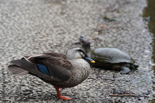 duck and turtle photo