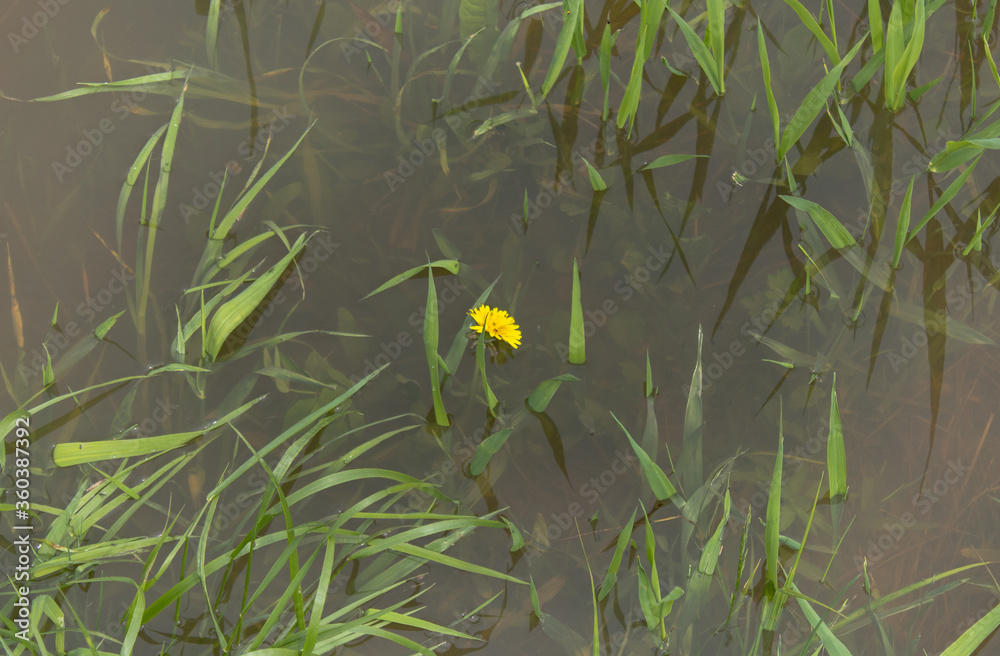 Obraz premium Dandelion among the grass floating in the water. Banner