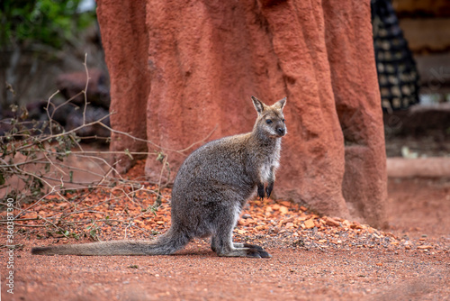 Bennett-Wallaby im Zoo Fotobehang