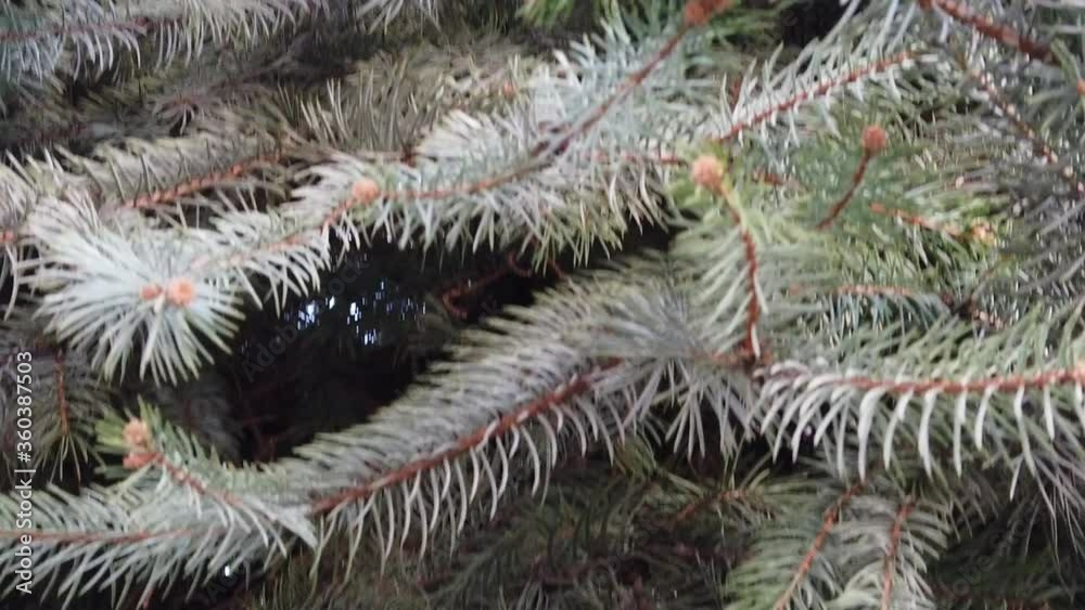 Pine tree branches close up slow motion