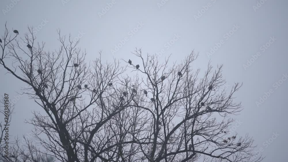 Perching pigeons silhouettes on tree branches outdoors in slow motion with shadows Perching pigeons silhouettes on tree branches outdoors in slow motion with shadows