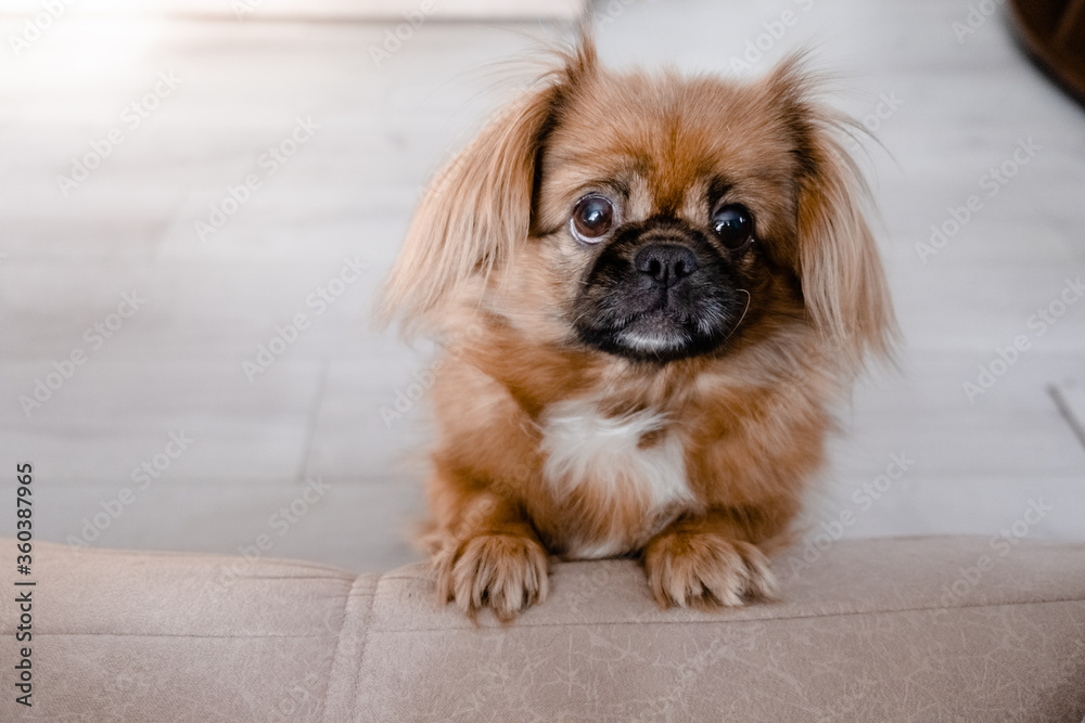 Little cute ginger pekingese looking at the camera. Top horizontal vie copyspace pets and taking care concept Little cute ginger pekingese looking at the camera. Top horizontal vie copyspace pets and taking care concept