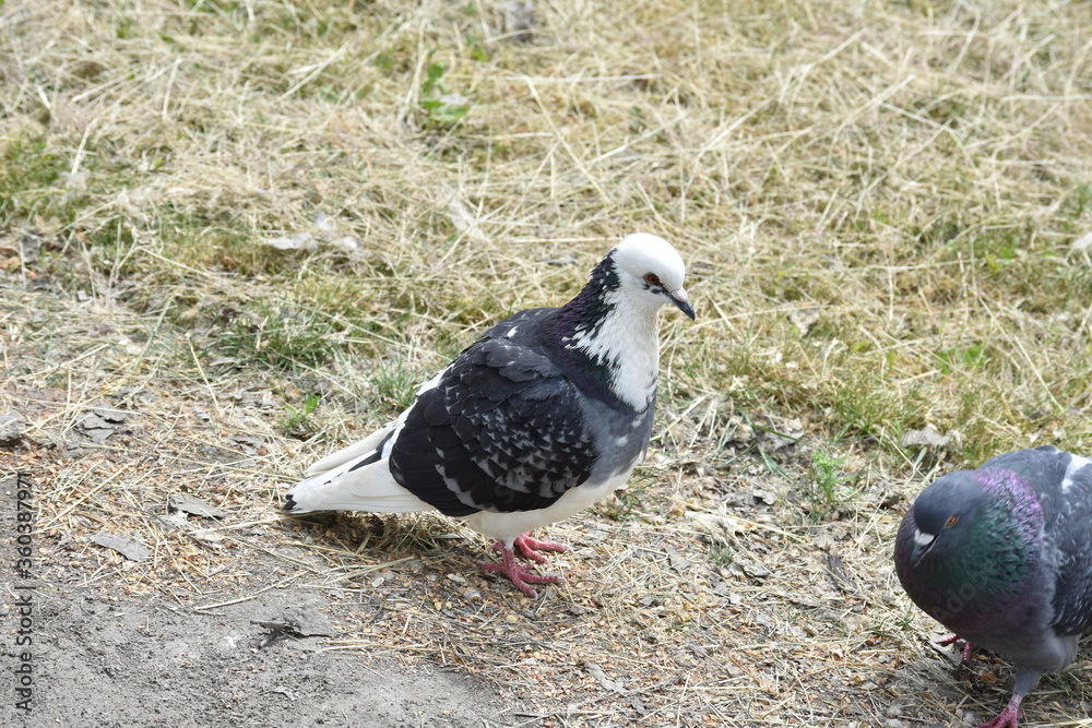 Fototapeta premium dove