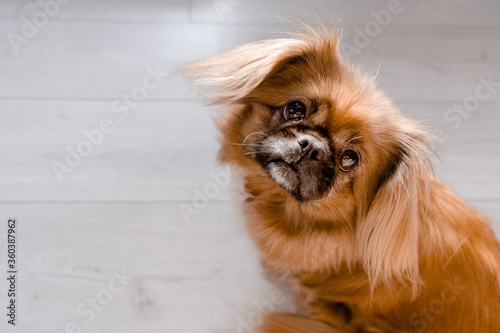 Fotografie Little cute ginger pekingese looking at the camera