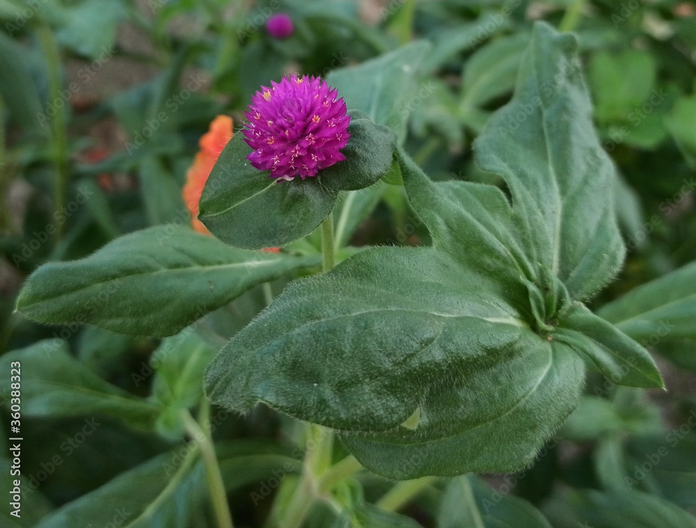 A beautiful purple flower in the garden A beautiful purple flower in the garden