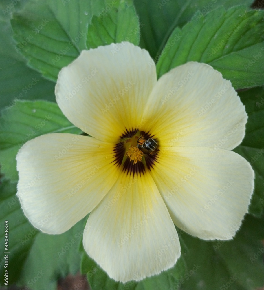 A honeybee sucking honey in a yellow flower A honeybee sucking honey in a yellow flower