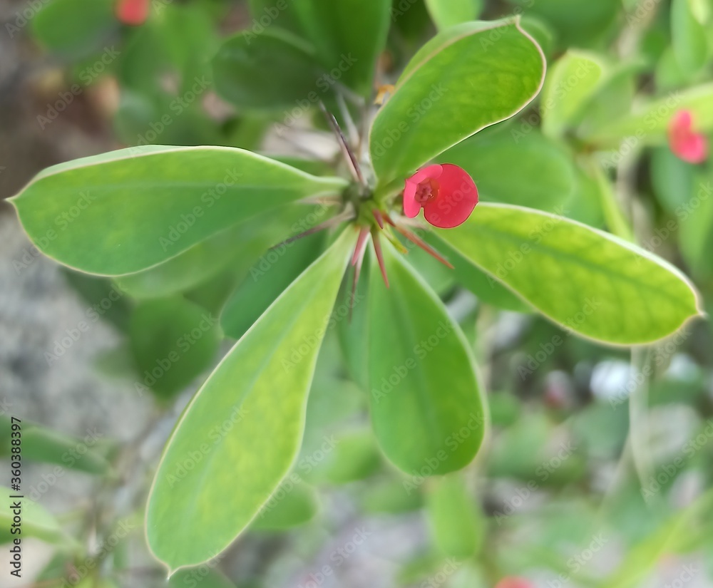 A beautiful tiny red flower in the garden in the morning A beautiful tiny red flower in the garden in the morning