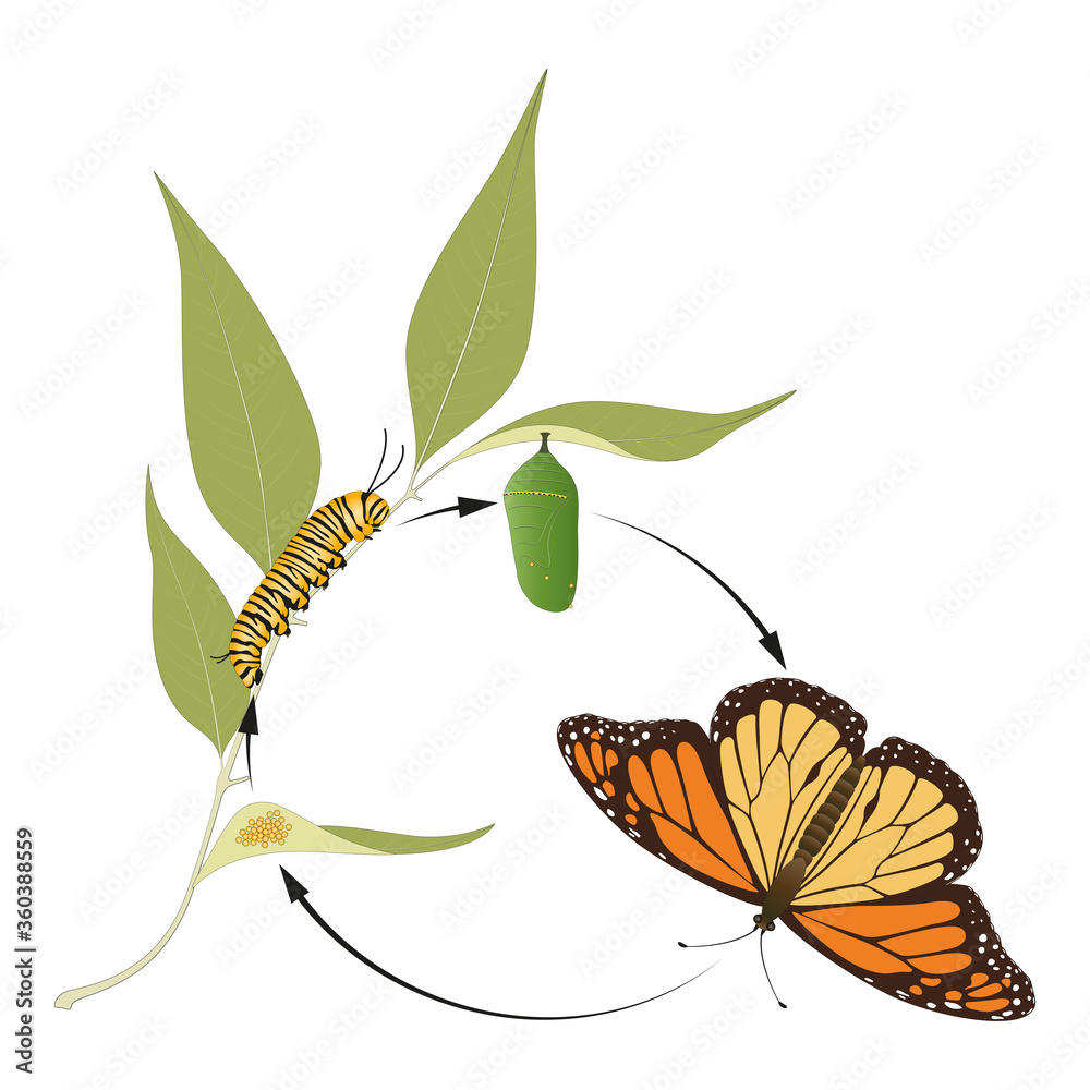 Life Cycle of Monarch Butterfly Stock Illustration | Adobe Stock