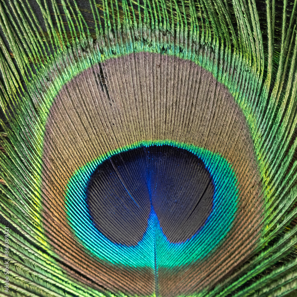 Obraz premium peacock feather closeup