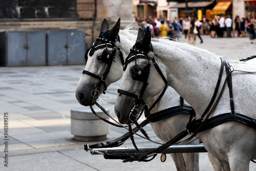 Horses for tourists. Two white horses in the center of Vienna close-up.