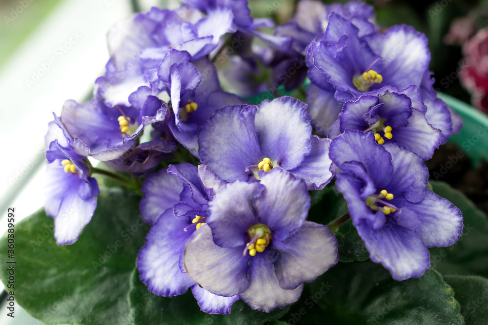 Obraz premium Lilac-white African violet flowers (Saintpaulia) closeup.Home floriculture,indoor plants.Selective focus with shallow depth of field