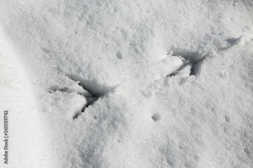 goose foot prints in snow © Nikki